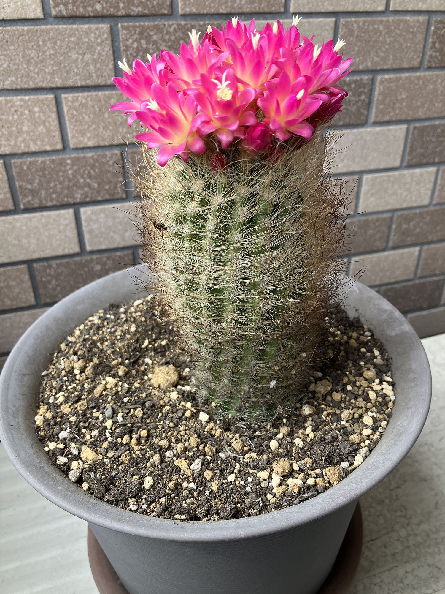 我が家のサボテンの花